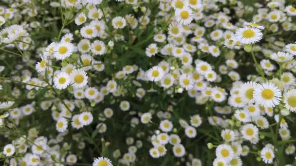 Beautiful Daisy Flowerdaisy Flower Garden Camomile Oxeye Daisy — 图库视频影像