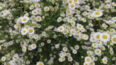 Daisy flower in the garden. camomile oxeye daisy