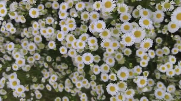 Daisy Flower Garden Camomile Oxeye Daisy — 图库视频影像