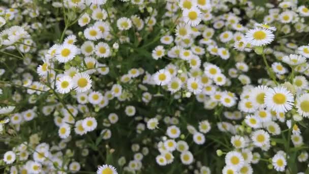 Daisy Flower Garden Camomile Oxeye Daisy — Stock video