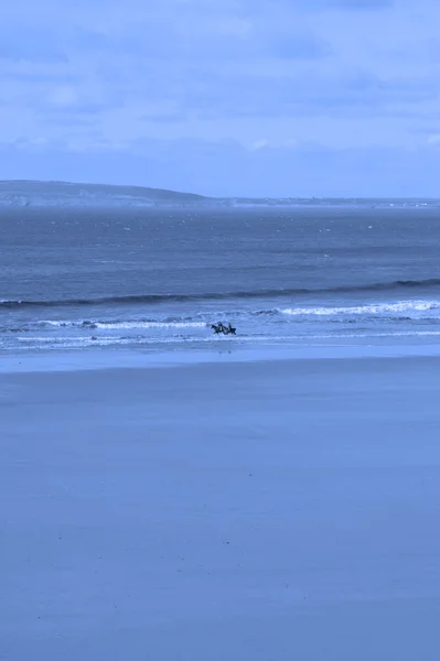青い海でひと泳ぎした馬 — ストック写真