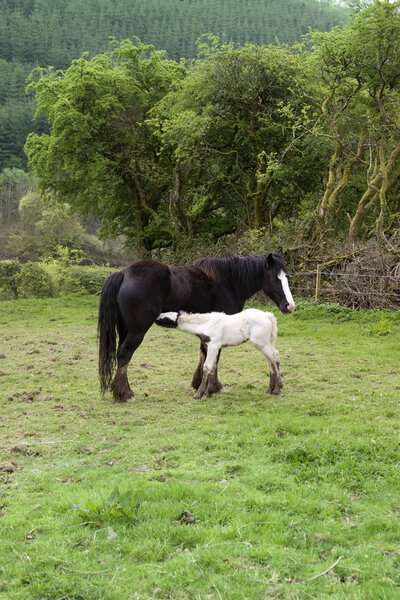 white foal feeding from its mother
