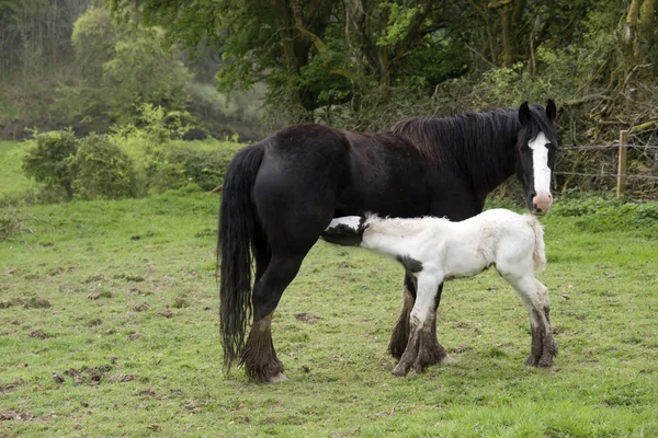 年轻的小马驹从其母亲喂养 — 图库照片