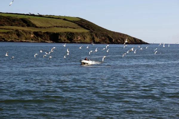 Barco de pesca cercado por gaivotas — Fotografia de Stock