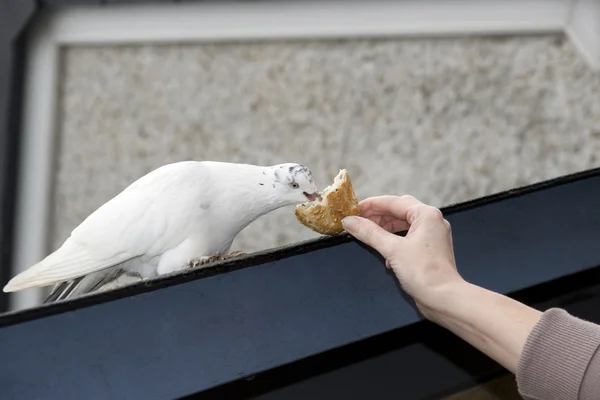Голодный белый голубь, сидящий на крыше — стоковое фото