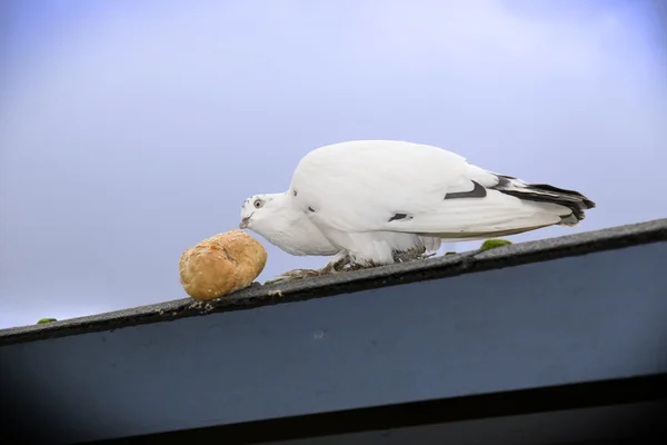 Голодный одинокий белый голубь с хлебом — стоковое фото