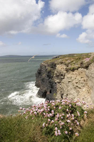 爱尔兰粉红野花的悬崖边缘上 — 图库照片
