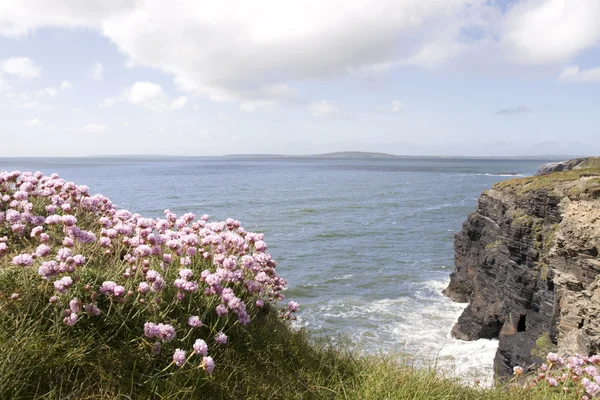 Pink Irish wildflowers on the cliff top — Zdjęcie stockowe