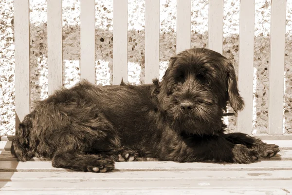 Sötét skót Terrier lazing egy padon — Stock Fotó