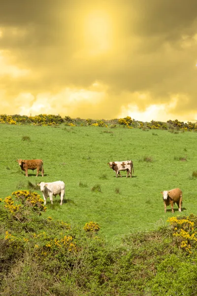 Rinder weiden auf einem Feld auf einem Hügel — Stockfoto