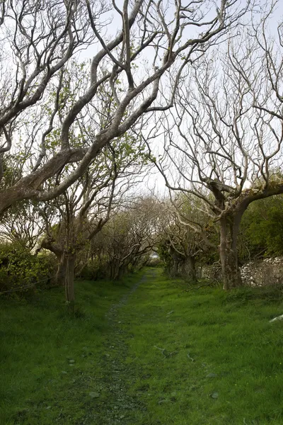 아일랜드에서 나무 일렬로 세워진 경로 — 스톡 사진