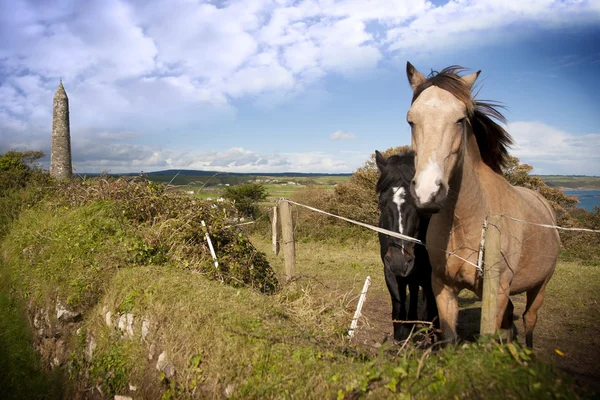 Pari kaunista irlantilaista hevosta ja muinainen pyöreä torni — kuvapankkivalokuva
