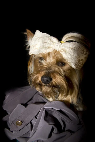 Adorable portrait of a toy Yorkshire terrier — Stock Photo, Image