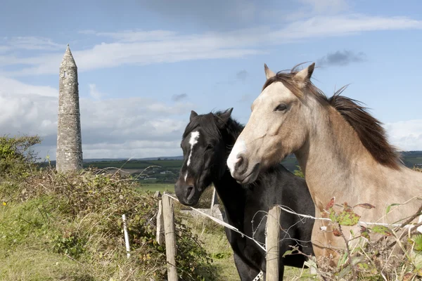 Beautiful pair of Irish horses — Stock Photo, Image