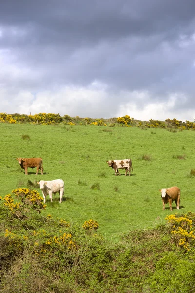 Bétail irlandais broutant dans un champ sur une colline — Photo