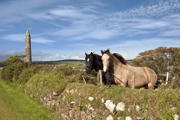 Two Irish horses and ancient round tower — Stock Photo, Image