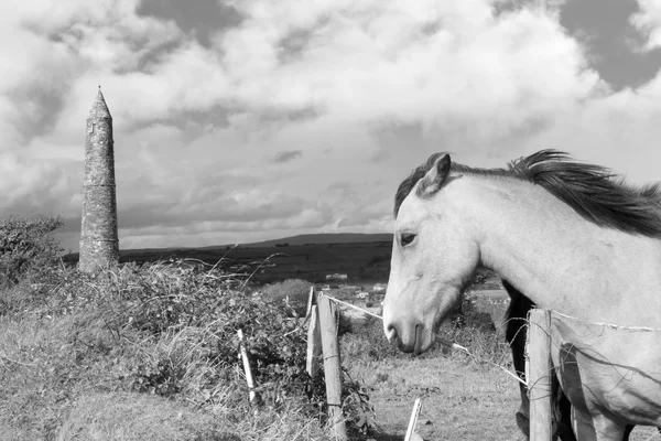 Deux chevaux irlandais sauvages en noir et blanc — Photo