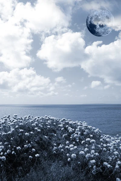 Flores silvestres na borda do penhasco com uma lua cheia — Fotografia de Stock