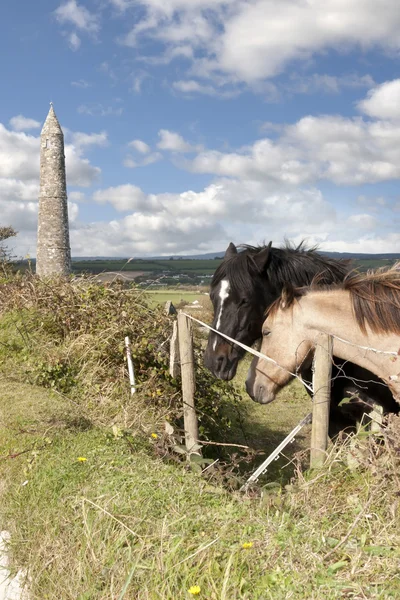 アイルランドの馬と古代の円形タワーのペア — ストック写真