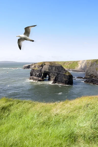 处女岩石海鸥在西南风 — 图库照片