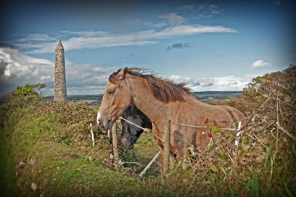 Coppia di cavalli irlandesi al pascolo e antica torre rotonda — Foto Stock