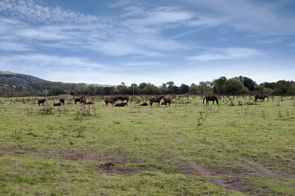 Groupe de chevaux de châtaignier pâturage — Photo