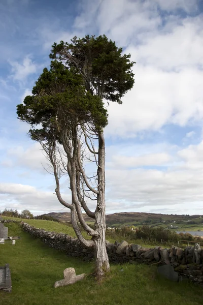 Albero antico in piedi da solo in un cimitero irlandese — Foto Stock