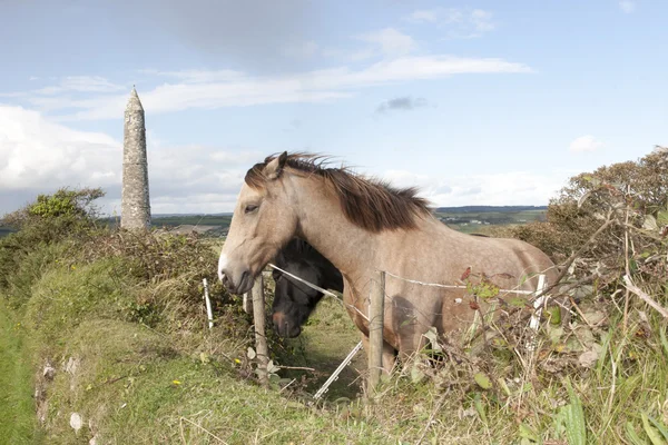 Dois cavalos irlandeses pastando e torre redonda antiga — Fotografia de Stock