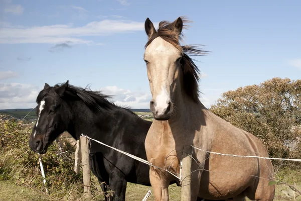 Twee Ierse paarden — Stockfoto