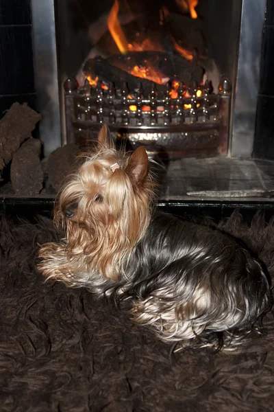 Yorkie terrier relaxante na frente do fogo — Fotografia de Stock