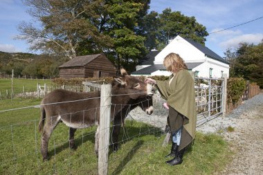 female tourist at a farm feeding donkeys clipart