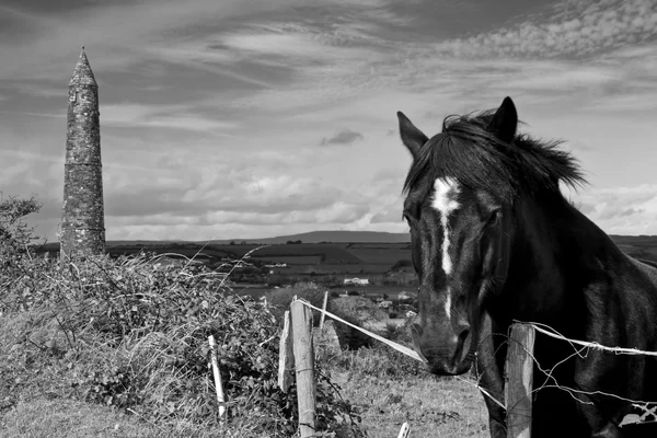 Cavalo irlandês escuro e torre redonda antiga — Fotografia de Stock