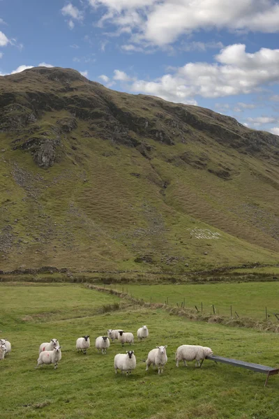 Donegal koyun otlatma çayır alanları — Stok fotoğraf