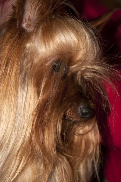 Tiny cupcake yorkie dog — Stock Photo, Image