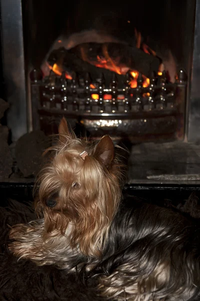 Yorkie terrier na frente do fogo — Fotografia de Stock
