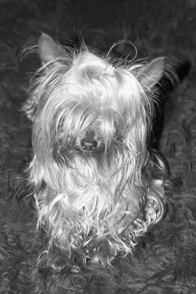 Cupcake yorkie dog in black and white — Stock Photo, Image