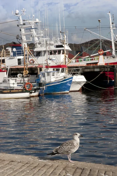Gaviota y barcos amarrados en las tranquilas aguas de Killybegs —  Fotos de Stock