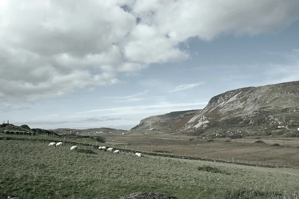 Pâturage de moutons sur les collines de Malainn Mhoir — Photo