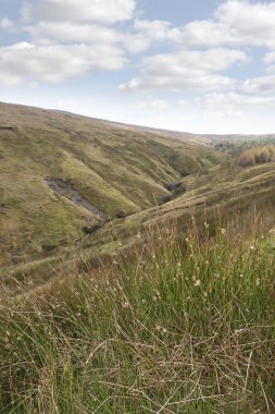 uzun otların ve aylarımı Yeşil dağlar