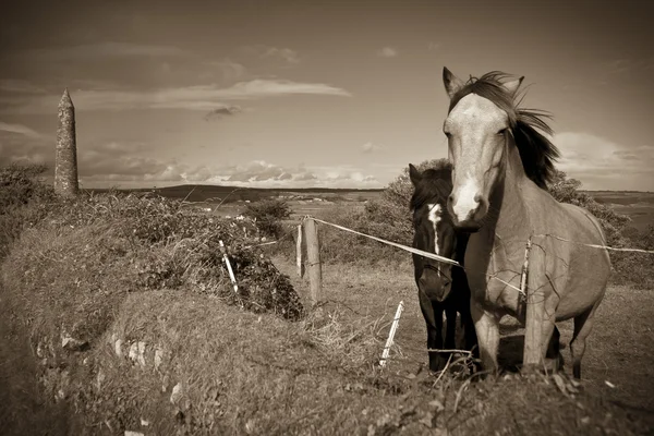 Ierse paarden en oude ronde toren in sepia — Stockfoto