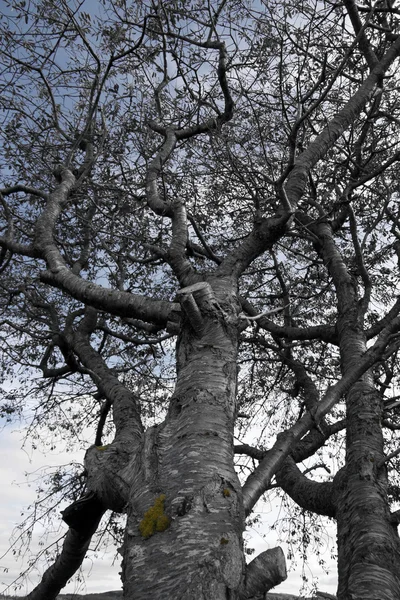 Grote grijze oude boom — Stockfoto