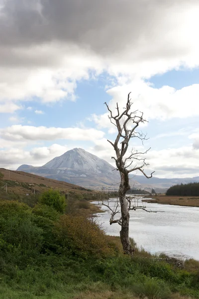 Einzelner Baum in der malerischen Aussicht Donegals — Stockfoto