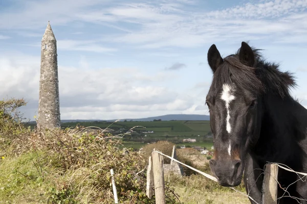 Ирландская лошадь и древняя круглая башня — стоковое фото