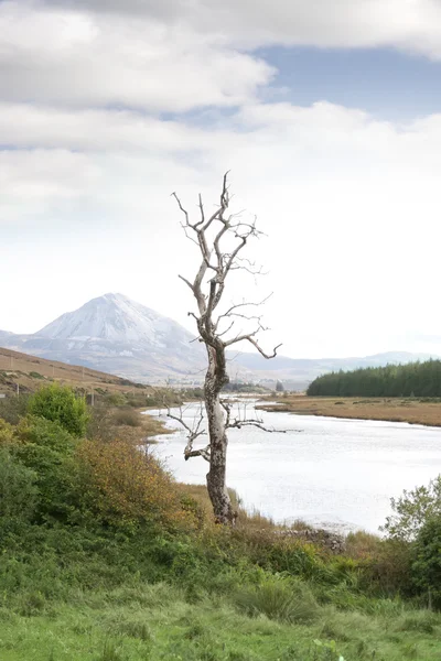 Donegal festői kilátás-egyetlen magányos fa — Stock Fotó