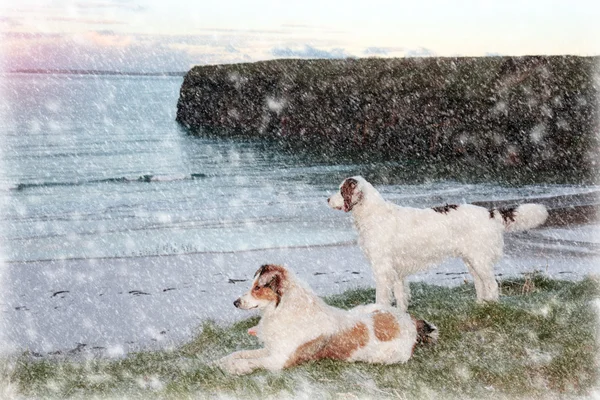 Strandutsikt med två hundar — Stockfoto