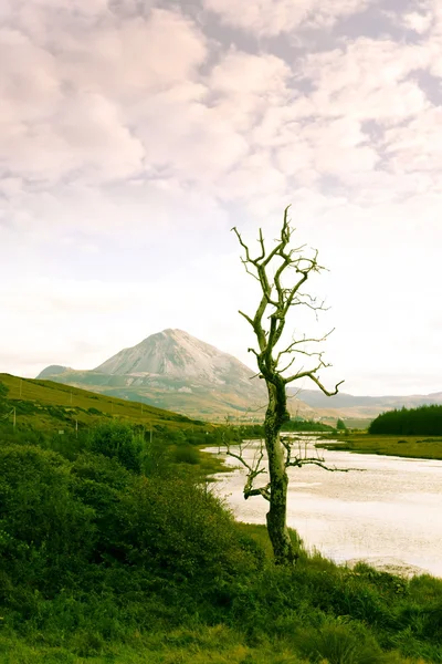 Donegal scenic view yeşil tonda tek ağaç — Stok fotoğraf
