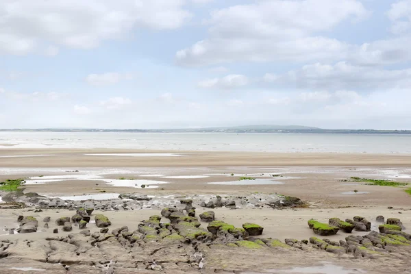 Algea covered mud banks at Beal beach — Stock Photo, Image