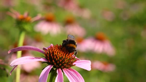 Hommel met bloem — Stockvideo