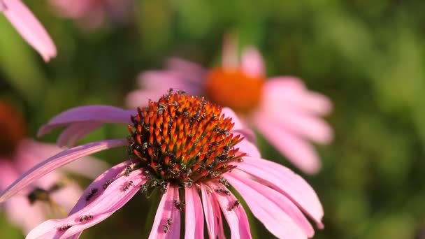 Wespe mit Blüte — Stockvideo