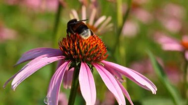 çiçek ile Bumblebee